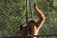 7046 20-3-19 gibbon rehab
