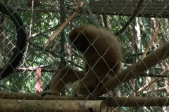 7047 20-3-19 gibbon rehab