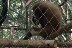7051 20-3-19 gibbon rehab