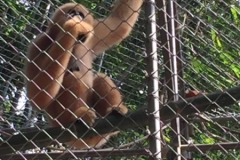7052 20-3-19 gibbon rehab