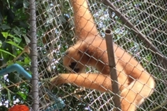 7053 20-3-19 gibbon rehab