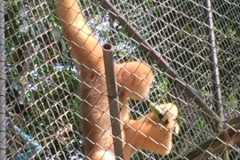 7054 20-3-19 gibbon rehab