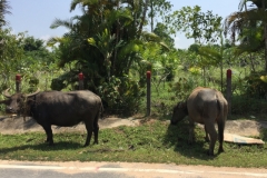 7111 22-3-19 water buffalo