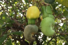 7188 23-3-19 fruit