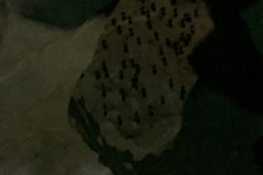 7225 24-3-19 cave