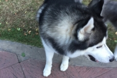 7249 25-3-19 husky