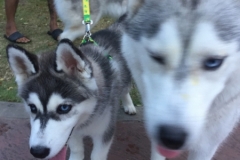 7250 25-3-19 husky