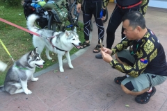 7251 25-3-19 husky