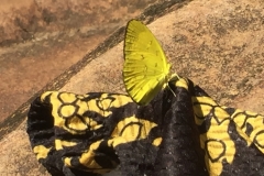 8215 4-5-19  butterfly