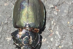 8252 5-5-19  beetle