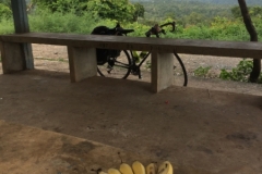 8280 7-5-19  a hand of bananas