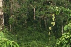 8283 7-5-19  view
