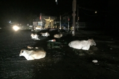8291 8-5-19  cattle