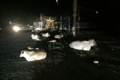 8292 8-5-19  cattle