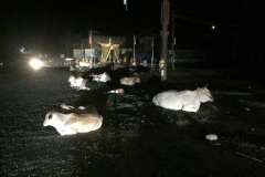 8293 8-5-19  cattle