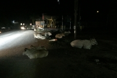 8294 8-5-19  cattle