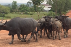 8295 9-5-19  cattle