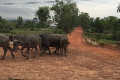 8296 9-5-19  cattle