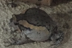 8311 9-5-19  frog