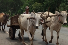8374  14-5-19 cattle cart