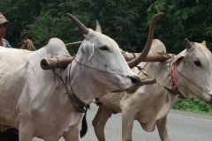 8375  14-5-19 cattle cart