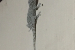 8378  14-5-19 lizard