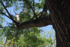 8389  15-5-19 tree