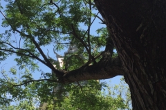 8390  15-5-19 tree