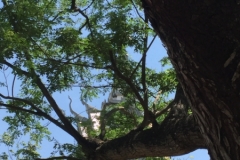 8391  15-5-19 tree