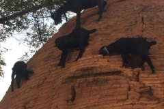 8520  23-5-19 goats