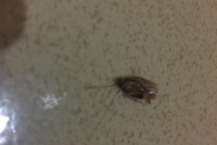 8521  23-5-19 bug