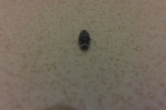 8522  23-5-19 bug