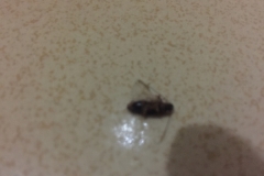 8523  23-5-19 bug