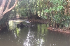 8603  28-5-19 river