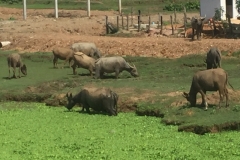 8621  30-5-19 water buffalo
