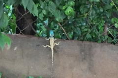 8656  3-6-19 Lizard