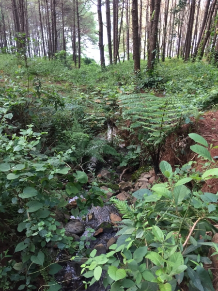 8702  8-6-19 undergrowth