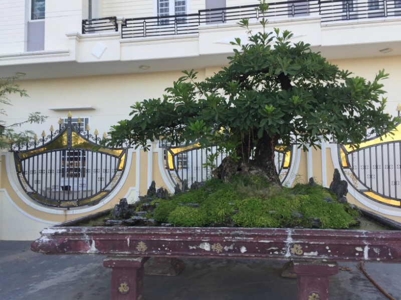 8779  11-6-19 tree