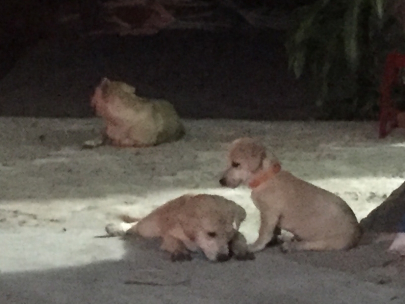 8879 14-6-19 puppies