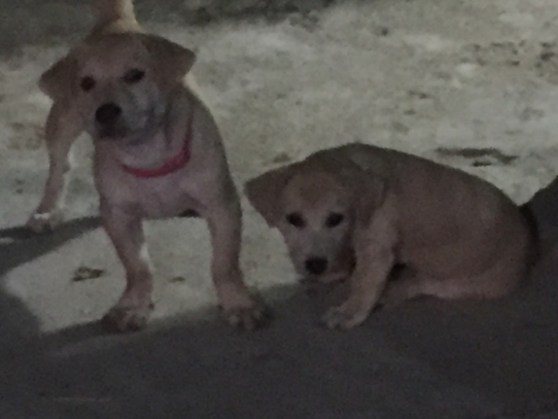 8880 14-6-19 puppies