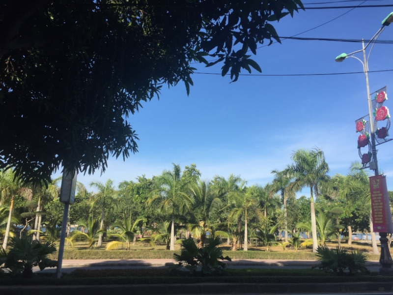 9168 26-6-19 palm trees