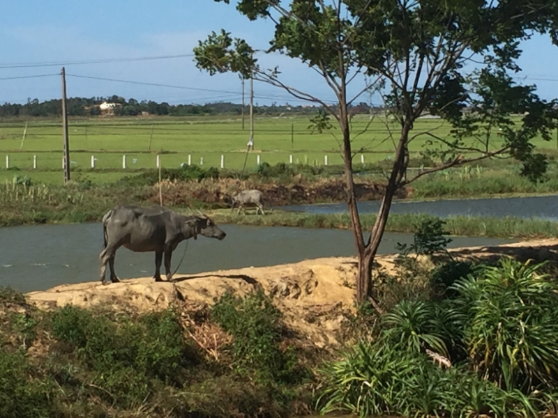 9201 29-6-19 water buffalo