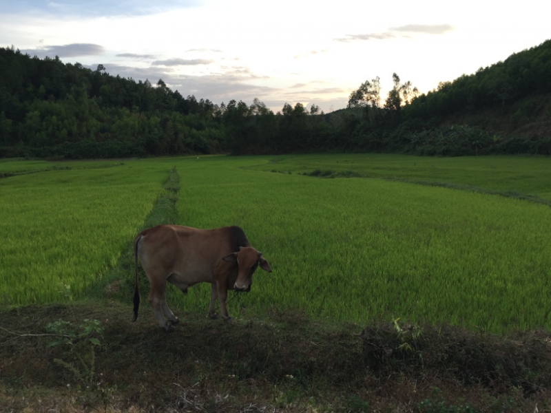 9219 30-6-19 water buffalo