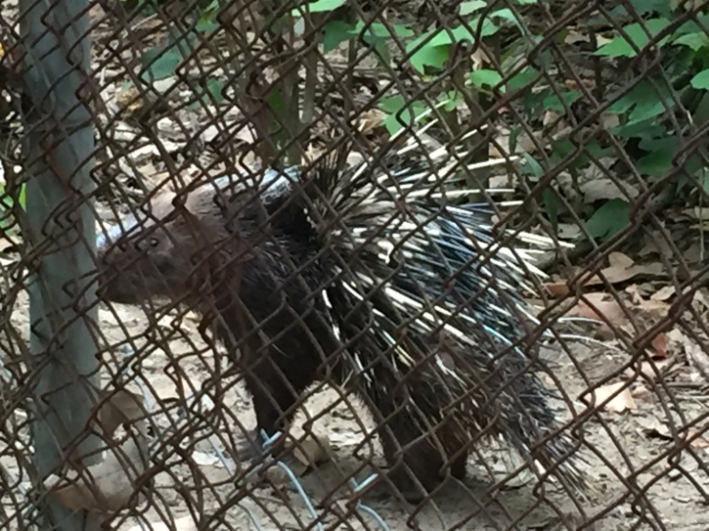 9226 1-7-19 porcupine
