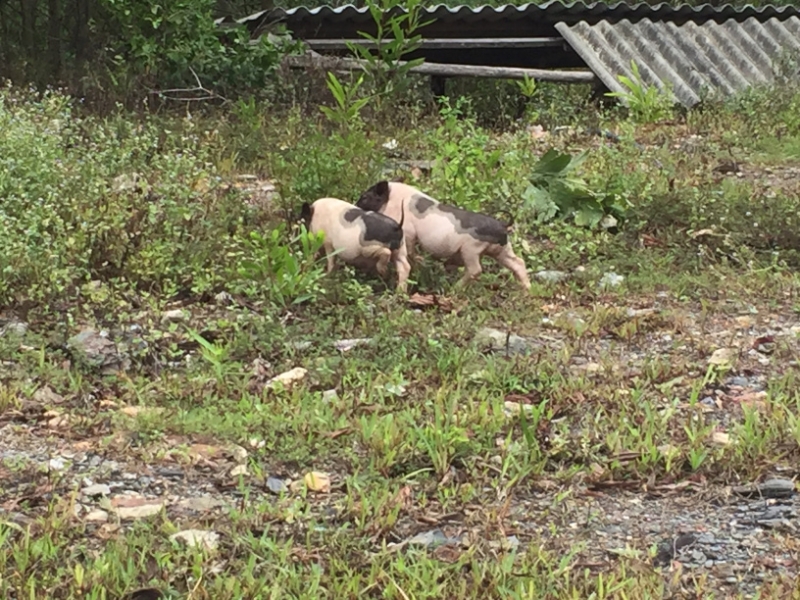 9273 4-7-19 pigs