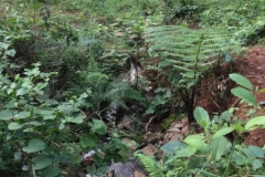 8702  8-6-19 undergrowth