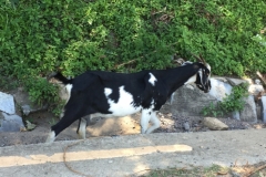 8771  11-6-19 goat