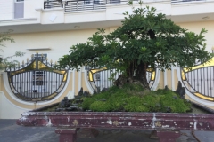 8779  11-6-19 tree