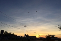 8784  11-6-19 sunset kites