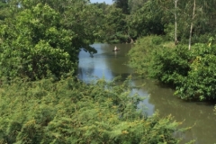 8874 14-6-19 river